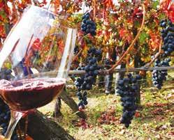 160 175 VENDEMMIA: VINO E DISTILLATI All Inclusive da 118 124 168 181 220 235 Mezza Pensione da 101 107 135 148 169 185 Solo Hotel da 96 101 126 139 157 177 MARRONI E CASTAGNE All Inclusive da 116