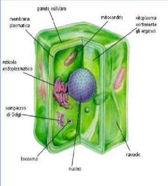 Le dimensioni in biologia In microscopia si fa uso normalmente delle