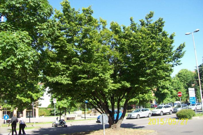 e un bellissimo albero dai molti fusti e dalla foglia simile al carpino, un Acero a foglia di carpino (Acer carpinifolium) (Foto 4).