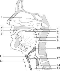Figura 1 - gobber morani Figura 1 L apparato fonatorio: (1) cavità nasale; (2) palato duro; (3) alveoli; (4) palato molle (velo) ; (5) apice della lingua; (6) dorso della lingua; (7) ugola; (8)