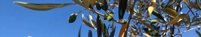 Presenza di occhio di pavone (Spilocaea oleagina) nell areale, distribuita a <<macchia di
