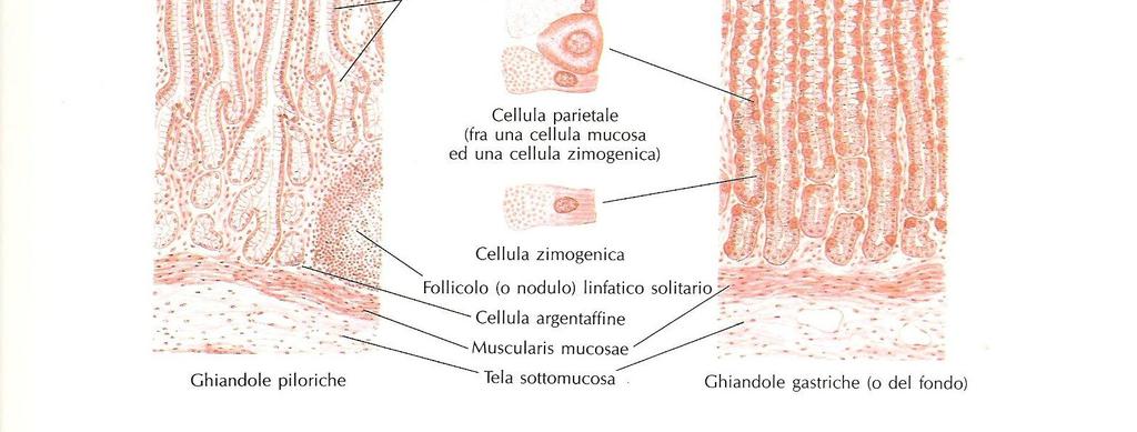 volta liberata nello stomaco, in ambiente acido