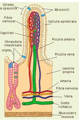 A B Figura 3. Anatomia dell intestino (A) e struttura dei villi intestinali (B).