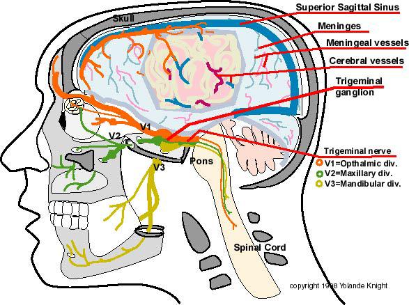 Le Cefalee Patogenesi, e principali quadri diagnostici 2^ parte Giuseppe Serafini Università degli Studi di Roma