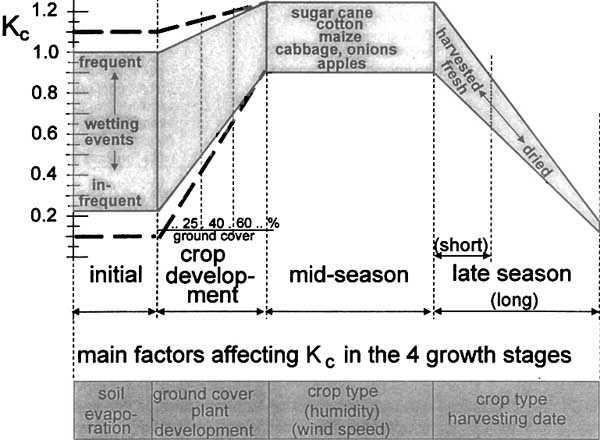 Calcolo dell evapotraspirazione/2 Il coefficiente colturale ha un andamento temporale variabile in base alla crescita della pianta (rispecchia la variazione di