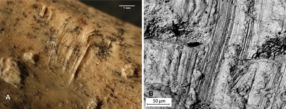 La dispersione del materiale, l assenza di ossa in connessione e soprattutto la presenza di gnawing marks (Fig. 8 C, D) sono chiari indizi di un accumulo originato da carnivori (cfr.