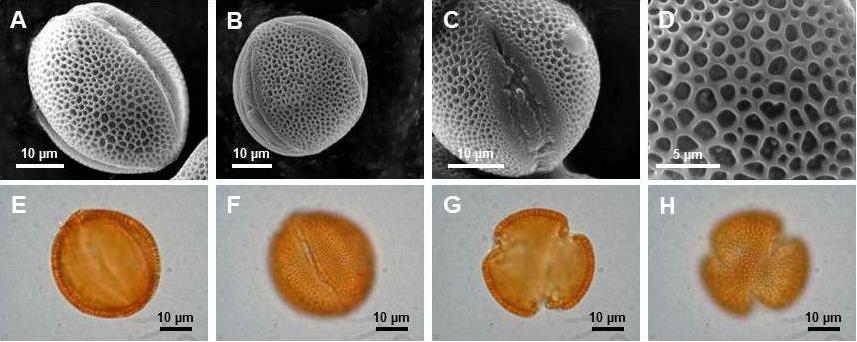 colpi. Colpi con membrana granulare. In visione polare bacule isolate sono visibili negli spazi del lumina. Fig. 21 - Morfologia del granulo di polline di O. ricciardiana Stinca et Motti.