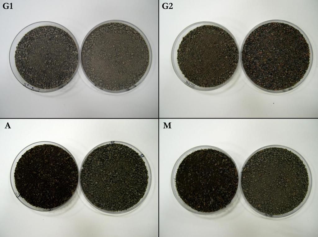 Fig. 31 - Confronto tra il colore del suolo IN (a sinistra) e OUT (a destra) nei diversi stadi ontogenetici di G. aetnensis (Biv.) DC. studiati.