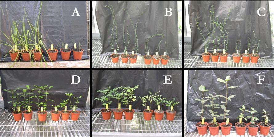 Fig. 34 - Esempi di piante cresciute su suolo IN (a sinistra) e OUT (a destra). A: B. maxima L.. B: G. aetnensis (Biv.) DC.. C: Spartium junceum L.. D: Fraxinus ornus L. subsp. Ornus.