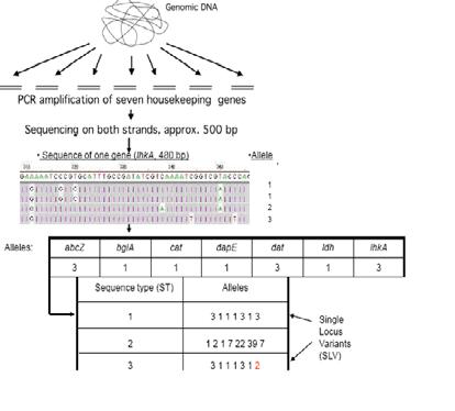 Metodi di caratterizzazione basati sul sequenziamento del DNA Multi Locus Sequence typing (MLST) (Multi-locus Sequence Typing) valuta un singolo polimorfismo (SNPs) in frammenti di 400-500bp di