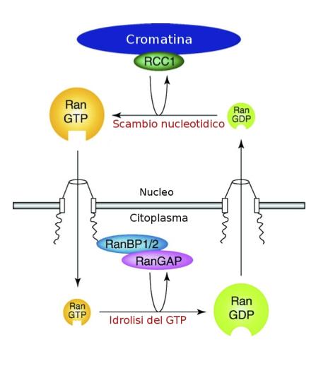 1.2 Il trasporto nucleocitoplasmatico 21 Figura 1.8: La localizzazione specifica di RanGAP e di RCC1 (RanGEF) determinano la formazione di un gradiente di Ran. Adattato da Kuersten et al, 2001. [38].