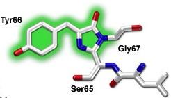 1.3 Tecniche biofisiche applicate a domande biologiche 31 Figura 1.13: Cromoforo della GFP Il photobleaching di questa proteina non causa danni rilevabili alla cellula.