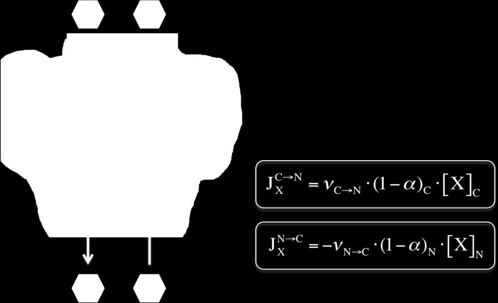 3.1 Modello dinamico per la traslocazione nucleocitoplasmatica 43 Figura 3.2: Schema del trasporto attivo C N e N C.