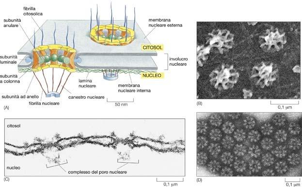 Disposizione dei complessi dei PORI NUCLEARI nell involucro