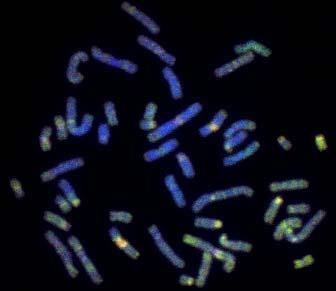Numero di coppie cromosomiche presenti in varie specie di piante ed animali Nome Volgare Numero di coppie di cromosomi Nome Volgare Numero di coppie di