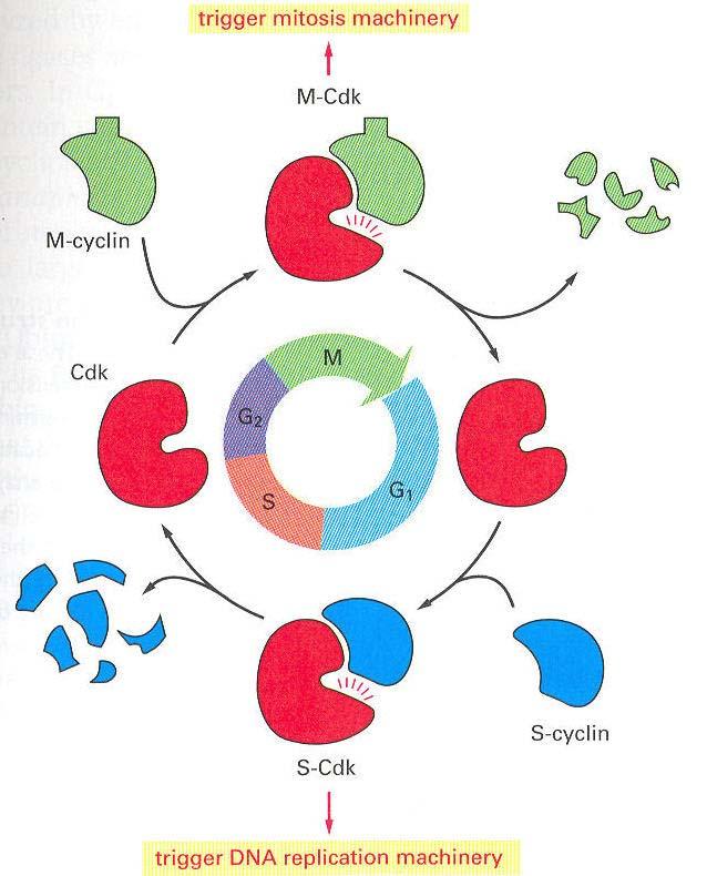 Il SISTEMA DI CONTROLLO DEL CICLO CELLULARE richiede una ciclica attivazione di un complesso molecolare (CdK + ciclina) e la sintesi e degradazione delle proteine regolatrici