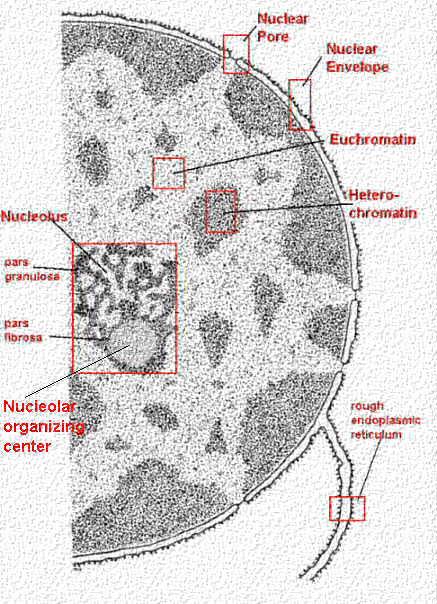 CELL NUCLEUS FUNCTIONS TO: Store genes on chromosomes Organize genes into chromosomes to allow cell division.