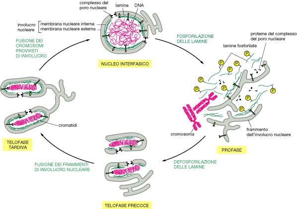 L involucro nucleare