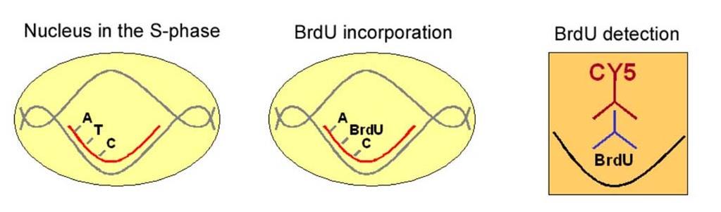 BrdU incorporation