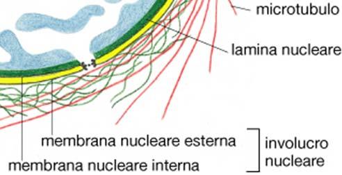 Lamin may bind to integral proteins inside the inner