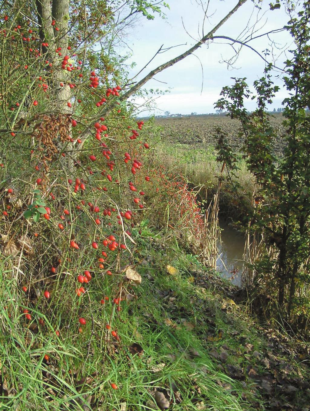 QUALITÀ DELLE ACQUE SUPERFICIALI NELLA PROVINCIA DI MANTOVA: DATI MISURATI E CONSIDERAZIONI CRITICHE SULL IMPATTO DELLE ATTIVITÀ ANTROPICHE Asola, Canneto sull Oglio, Casalromano, Castelgoffredo,