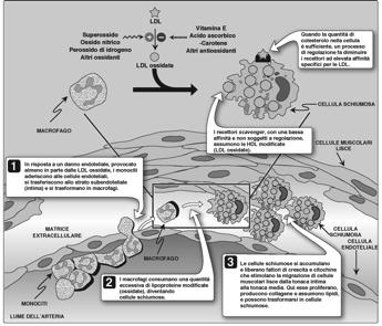 Il complesso recettore- LDL viene internalizzato per endocitosi. Questa vescicola endocitotica così formata, ENDOSOMA, si acidifica determinando la dissociazione del complesso recettore-ldl.