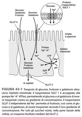 fermentazione batterica. Per tutti esiste un trasportatore facilitato GLUT2 nella parte basale della cellula, che trasporta gli zuccheri nel sangue.