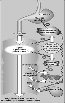 La secrezione pancreatica degli enzimi idrolitici che degradano i lipidi della dieta nell intestino tenue è sotto il controllo ormonale.