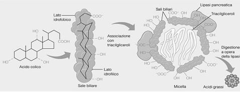 Altre cellule intestinali producono un piccolo ormone: la SECRETINA, in risposta dell abbassamento del ph dovuto all ingresso del chimo.