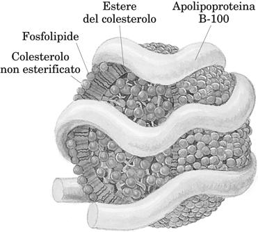 I chilomicroni sono liberati per esocitosi nei vasi chiliferi ( vasi linfatici che hanno origine nell intestino tenue).