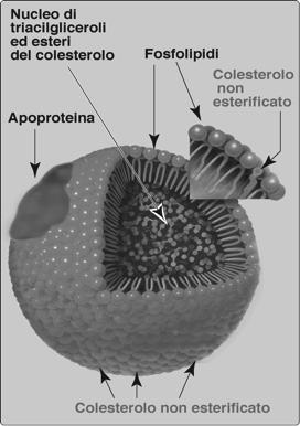 In realtà i chilomicroni non sono le uniche strutture di questo tipo a viaggiare nella corrente sanguigna per trasportare i lipidi ai tessuti.