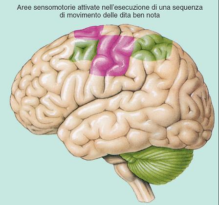 di quelle sensoriali e del cervelletto II fase Esecuzione automatica: sensibile riduzione