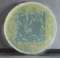 L azione antibatterica del vetro è in corso, soprattutto in ambienti caldi e umidi, che favoriscono lo sviluppo di batteri e muffe.