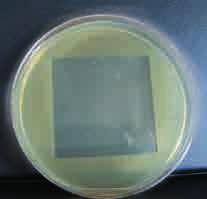 Batteri Staphylococcus Aureus Escherichia Coli Pseudomonas Aeruginosa 2.