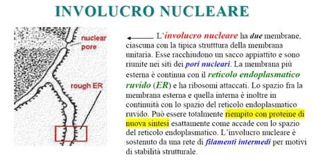 sospensione i cromosomi e i nucleoli. Geoffrey M.