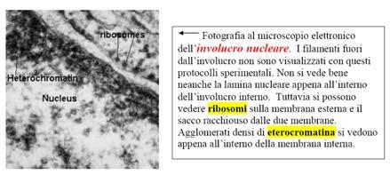 membrana, ha un foglietto interno e un foglietto esterno.