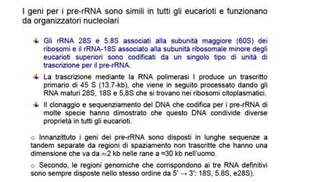 ribosoma: sito per l ancoraggio del RNA messaggero (mrna) e un modo di leggere il