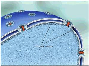 Viceversa, il segnale di localizzazione nucleare della nucleoplasmina é bipartito, e consiste in