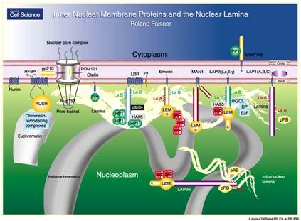 della prometafase. Geoffrey M. Cooper: The Cell: A Molecular Approach http://lge.lf1.cuni.