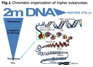 Nucleosomi: unità fondamentali della struttura dei cromosomi (1) Nucleo CROMATINA Le proteine che si legano al DNA per formare un cromosoma