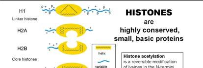Istoni (1) Piccole proteine che contengono un n molto elevato dei residui basici (carica positiva) lisina e arginina Istoni (2) Gli istoni sono