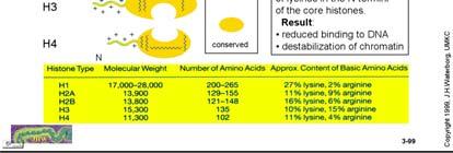 estremamamente conservate nell evoluzione: Una ragione è che gli istoni interagiscono con il DNA che ha una struttura simile in tutti gli