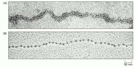 Nucleosomi: unità fondamentali della struttura dei cromosomi (2) Gli istoni sono i responsabili del 1 livello (il più elementare) dell organizzazione dei