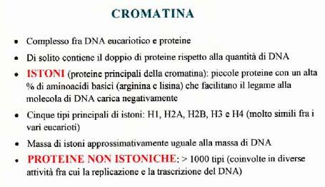 Sottoposta a trattamenti per svolgere parzialmente, la fibra rivella al ME come una serie di «perle infilate in un filo».