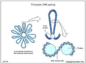 html Livelli di organizzazione della cromatina (1) Cromatina LIVELLI SUPERIORI DI ORGANIZZAZIONE 1 livello: avvolgimento della molecola di DNA intorno alla particella core del