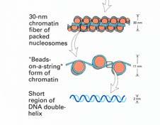 Modalità di compattazione poco nota DNA avvolto attorno ad aggregati di proteine istoniche per formare nucleosomi, che possono avvolgersi per formare solenoidi.