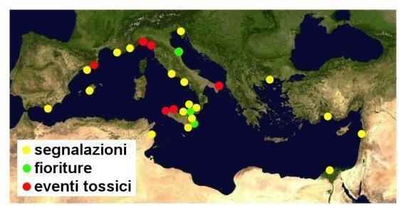 3.3. IL GENERE OSTREOPSIS NEL MEDITERRANEO Segnalazioni di specie del genere Ostreopsis sono state riportate nel Mediterraneo fin dagli anni 70 nella zona di Villefranche (Taylor, 1979).