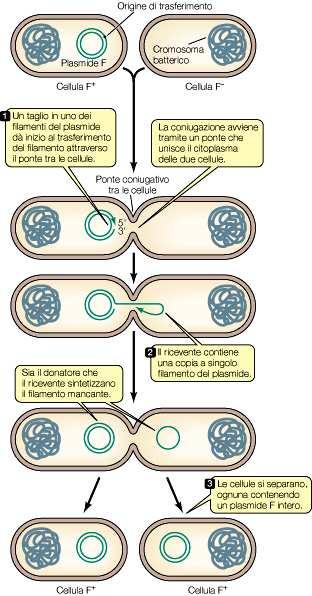 Coniugazione Il processo di coniugazione è mediato da plasmidi coniugativi (plasmide F in E. coli). L informazione per il trasferimento dei plasmidi coniugativi si trova sui plasmidi stessi.