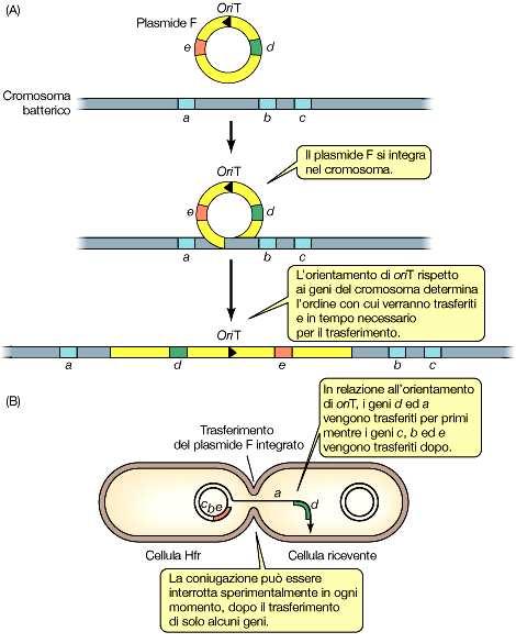 Se il plasmide coniugativo è integrato nel cromosoma (nelle cellule ad alta frequenza di ricombinazione Hfr) anche geni del cromosoma possono