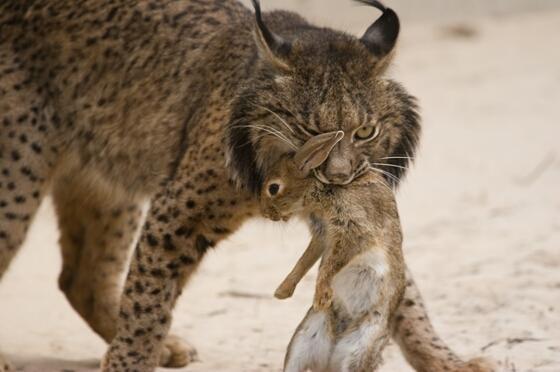 Catena alimentare della Lince Iberica Il coniglio selvatico è la principale risorsa alimentare della lince iberica (Lynx pardinus) e dell aquila